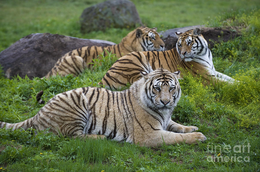 Siberian Tigers, China #7 Photograph by John Shaw