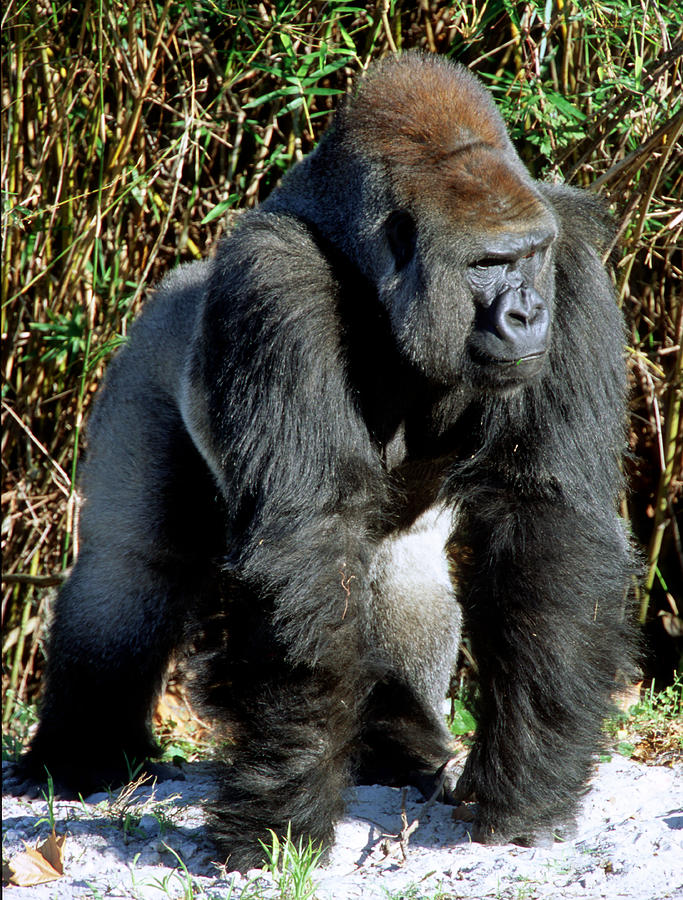 Silverback Western Lowland Gorilla #7 Photograph by Millard H. Sharp