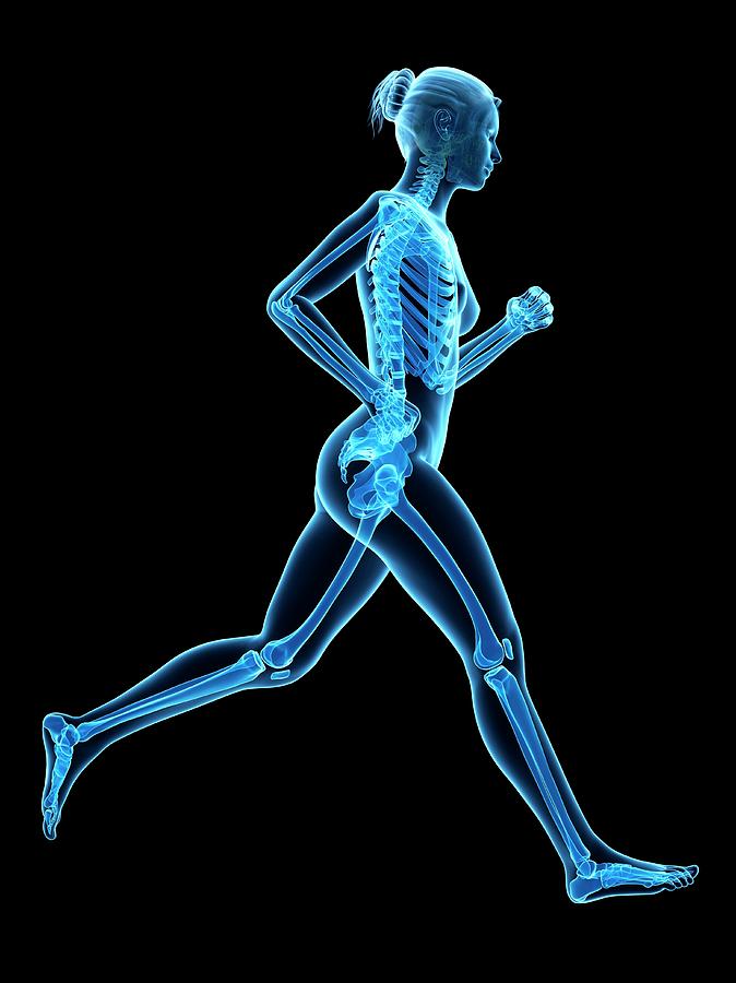 Skeletal System Of A Runner #7 Photograph by Sebastian Kaulitzki