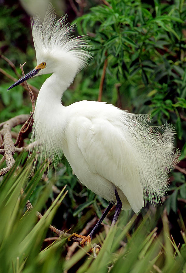 Snowy Egret In Breeding Plumage Photograph by Millard H. Sharp - Fine ...