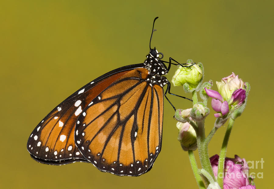 Soldier Butterfly Danaus Eresimus #7 Photograph by Millard H. Sharp