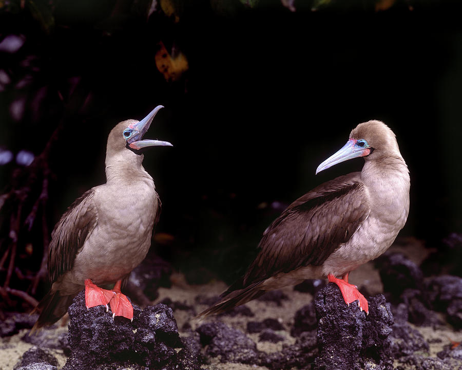 Wildlife Photograph - South America, Ecuador, Galapagos #7 by Jaynes Gallery