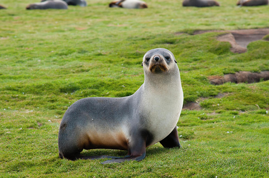 South Georgia Salisbury Plain Antarctic Photograph by Inger Hogstrom ...