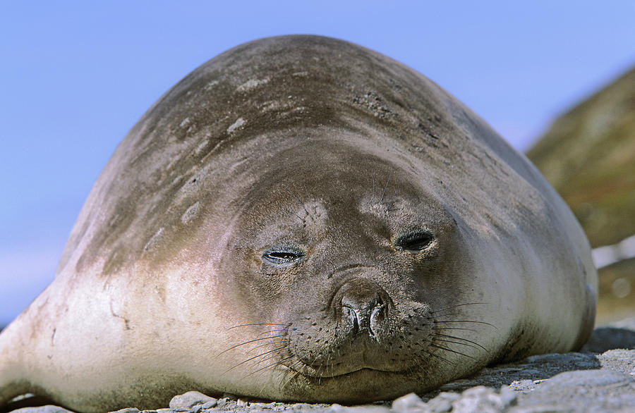 Southern Elephant Seal Female (cow Photograph by Martin Zwick