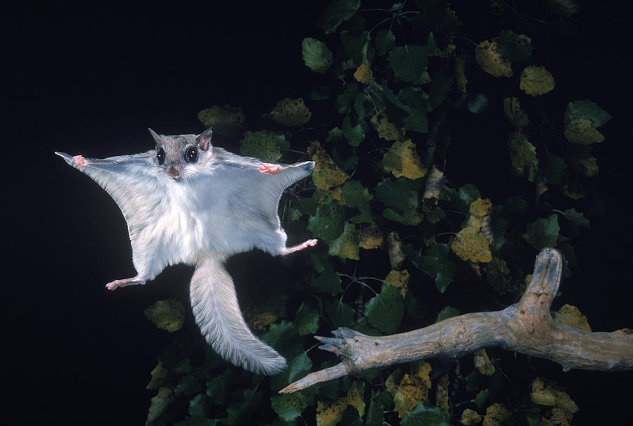 flying squirrel flying squirrel