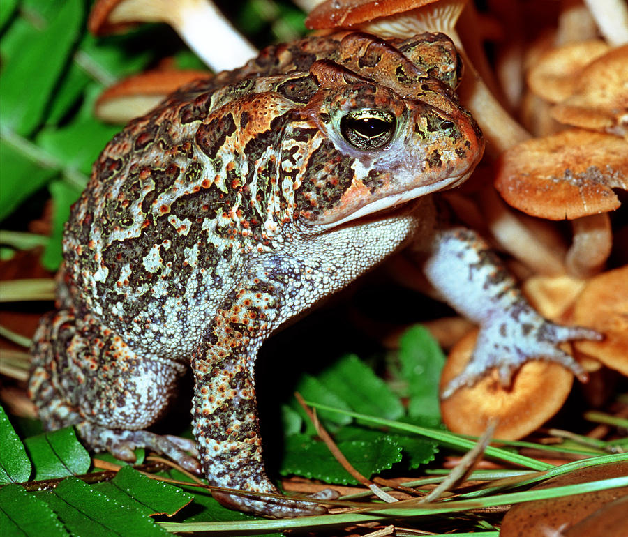 Southern Toad Bufo Terrestris Photograph by Millard H. Sharp - Fine Art ...