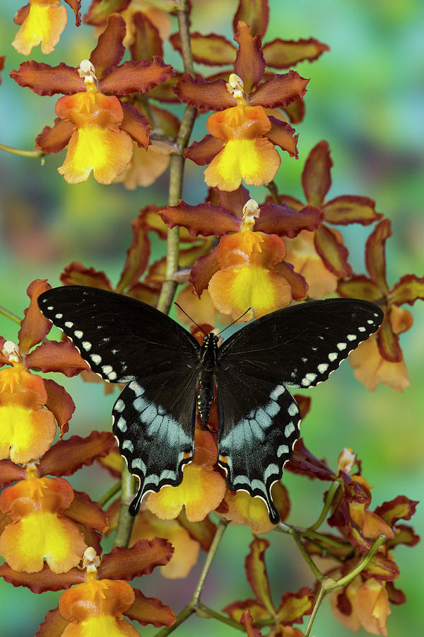 Butterfly Photograph - Spicebush Swallowtail Butterfly #7 by Darrell Gulin