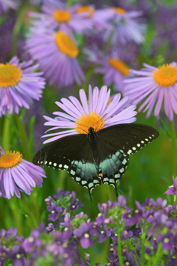 Butterfly Photograph - Spicebush Swallowtail, Papilio Troilus #7 by Darrell Gulin