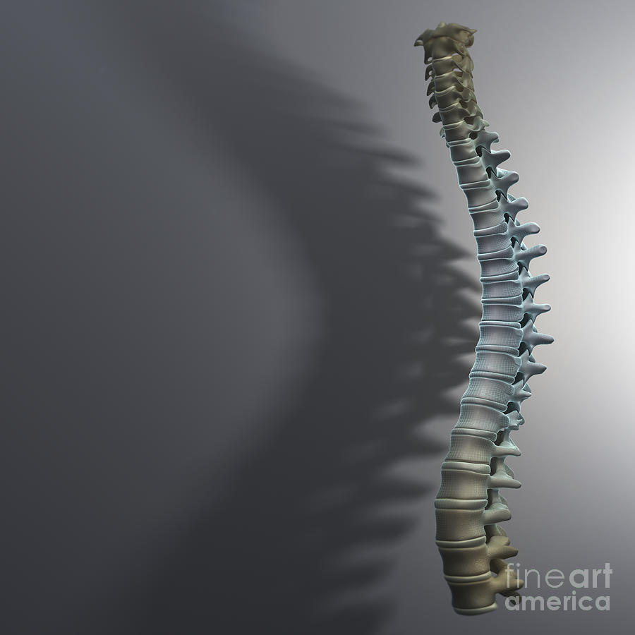 Spinal Anatomy #7 Photograph by Science Picture Co