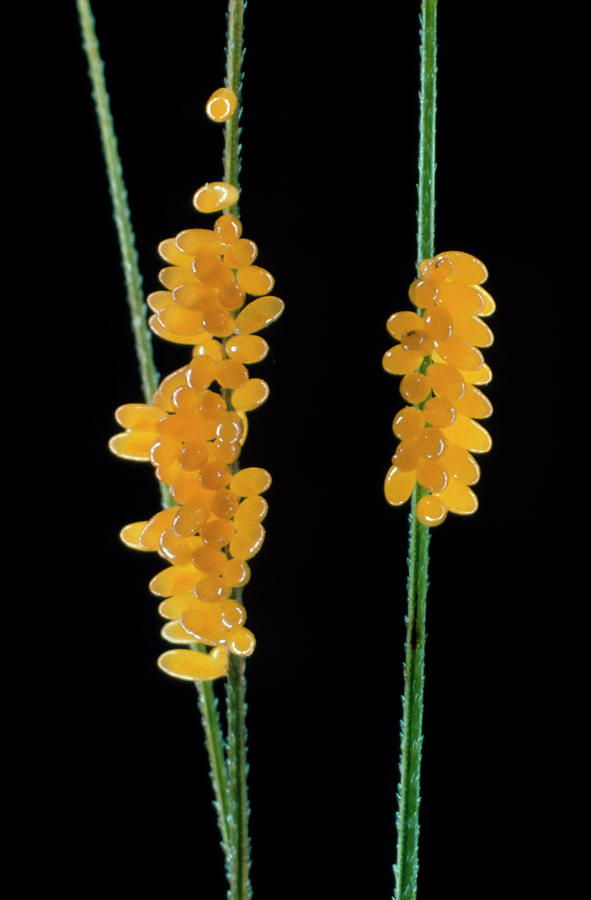 Wildlife Photograph - 7-spot Ladybird Eggs (coccinella Septempunctata) by Dr Jeremy Burgess/science Photo Library