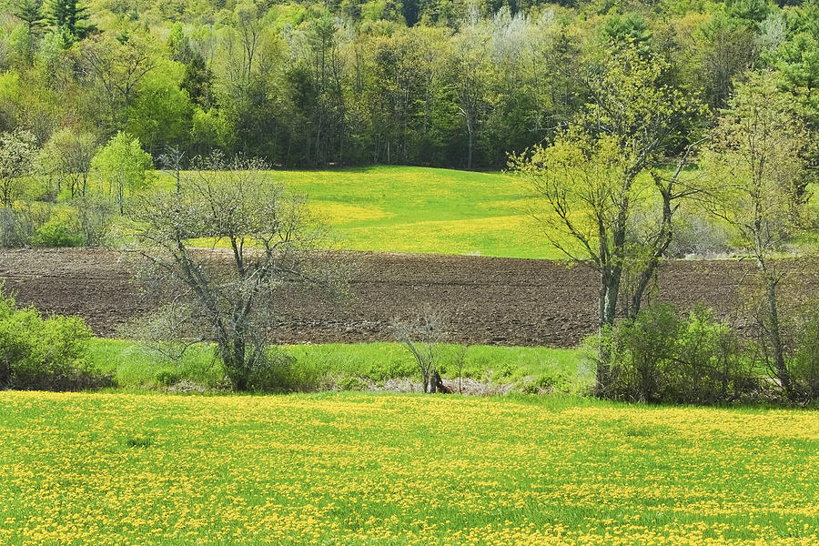 Spring Farm Landscape With Dandelion bloom in Maine #7 Photograph by Keith Webber Jr