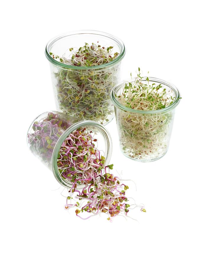 Sprouting Beans In Jars #7 Photograph by Science Photo Library