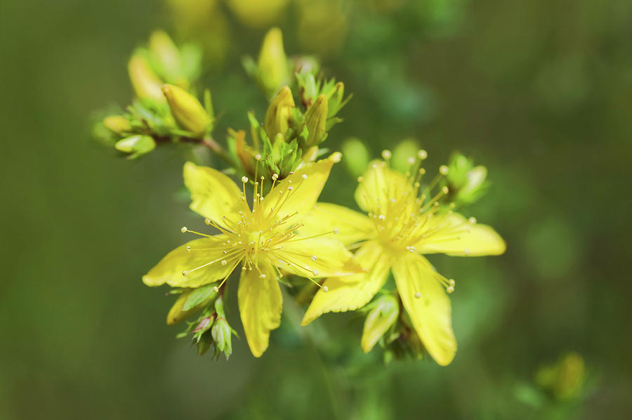 Nature Photograph - St. Johns Wort (hypericum Perforatum) #7 by Gustoimages/science Photo Library