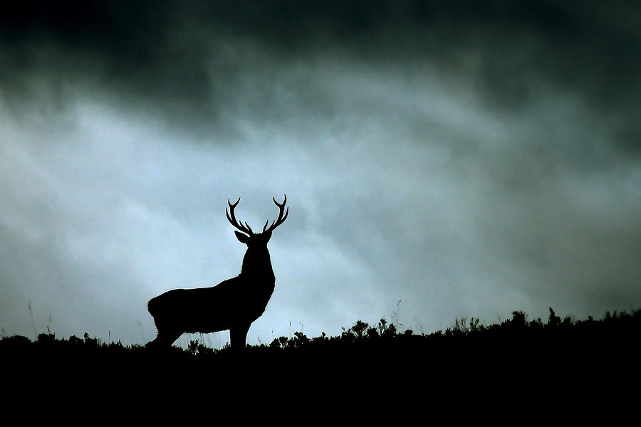 Stag silhouette #7 Photograph by Gavin Macrae