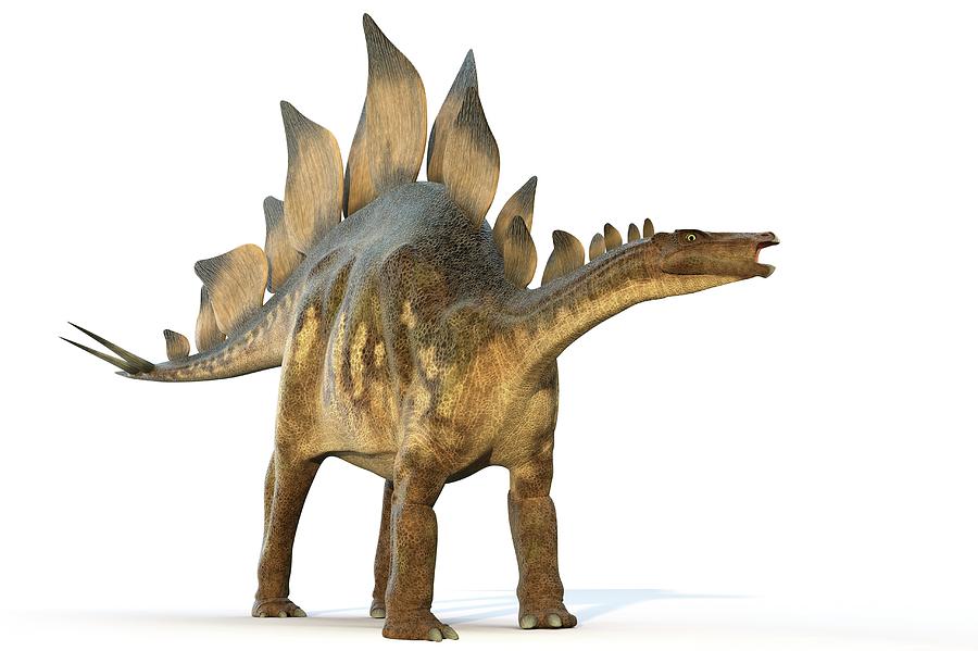 Prehistoric Photograph - Stegosaur Dinosaur #7 by Roger Harris