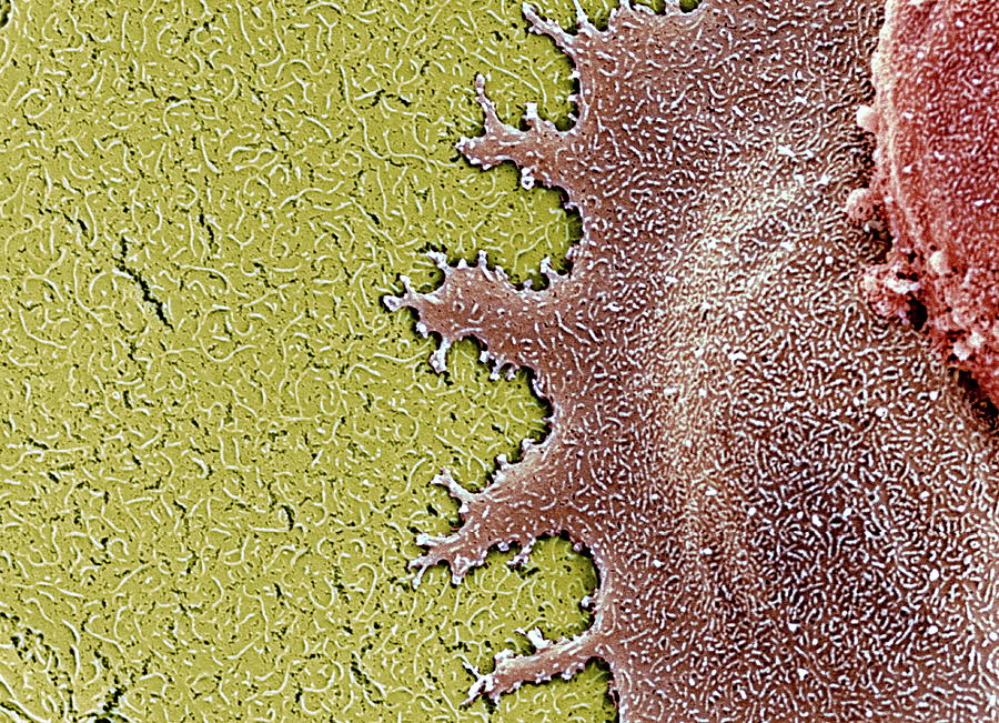 Stem Cells #7 Photograph by Professor Miodrag Stojkovic/science Photo Library