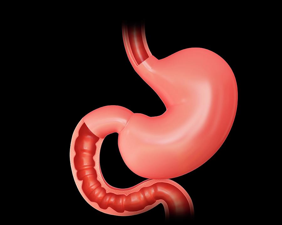 Stomach And Small Intestine Photograph By Pixologicstudio - Pixels