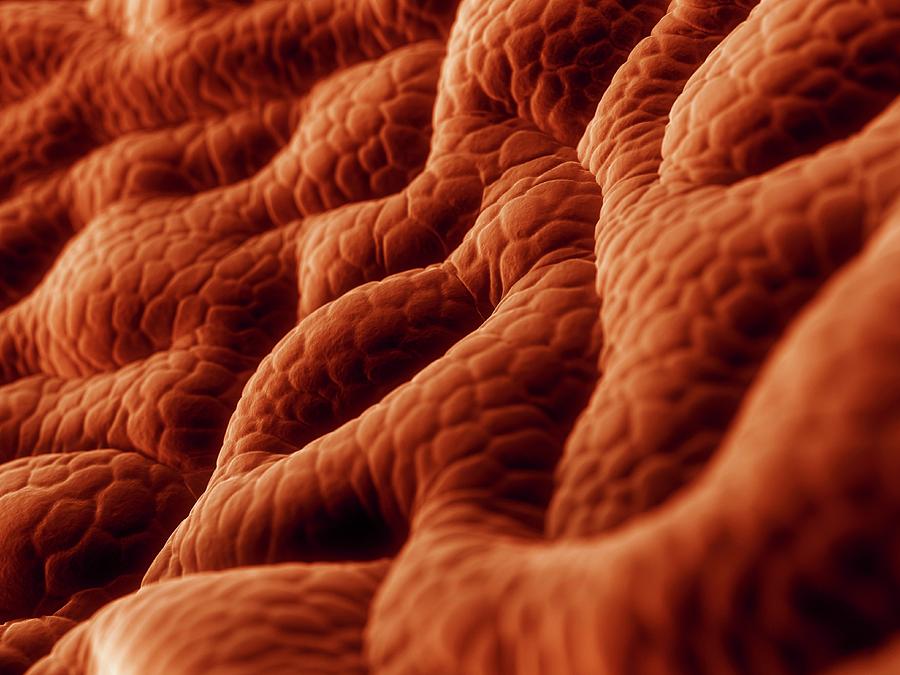 Stomach Lining Photograph by Sciepro/science Photo Library - Pixels