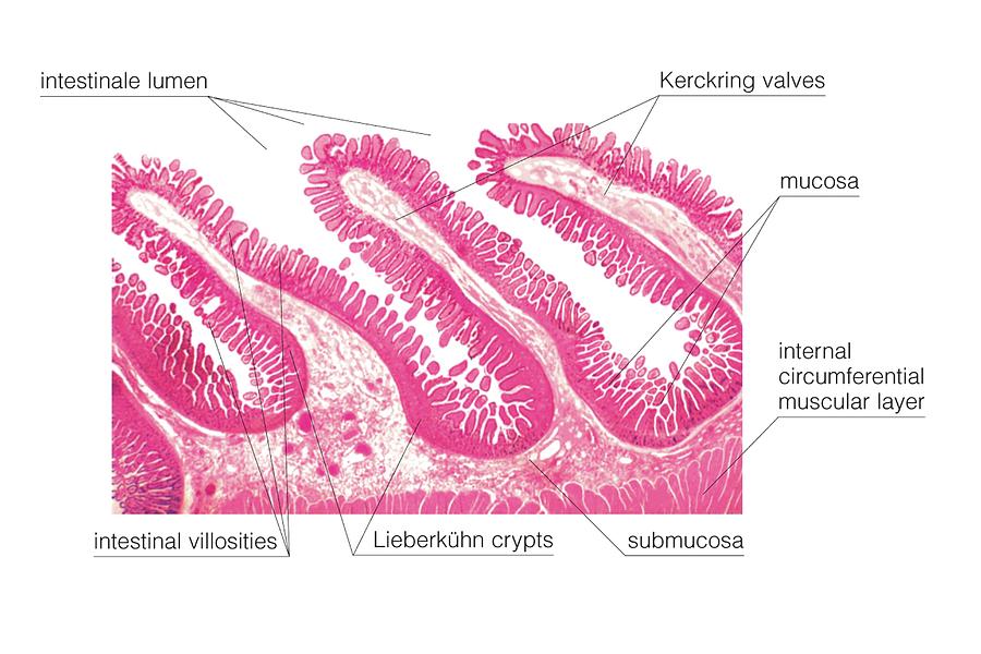 Structure Of Intestinal Tract #7 Photograph by Asklepios Medical Atlas