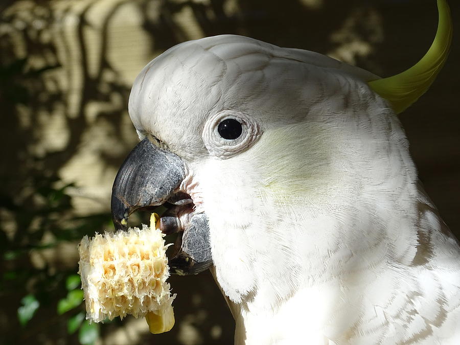 Wildlife Photograph - Sulphur Crested Cockatoo #7 by Dani Katz