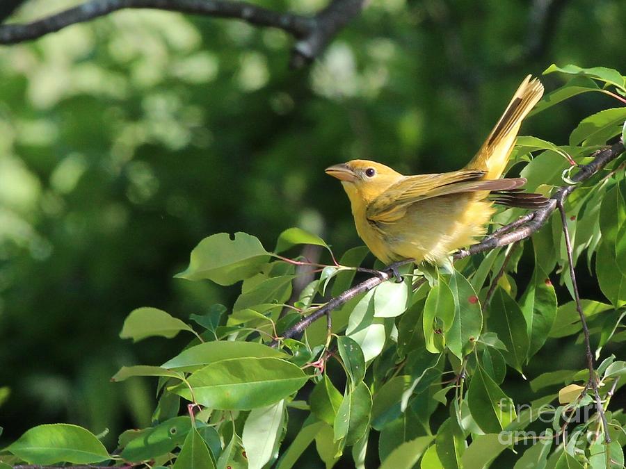 Summer Tanager #7 Photograph by Jack R Brock