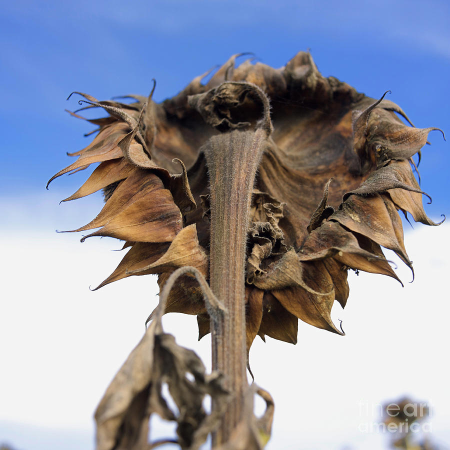 Sunflower Photograph - Sunflower #7 by Bernard Jaubert