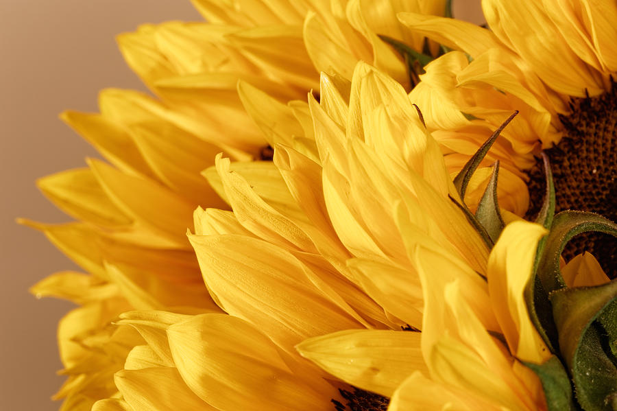 Sunflower #7 Photograph by Peter Lakomy