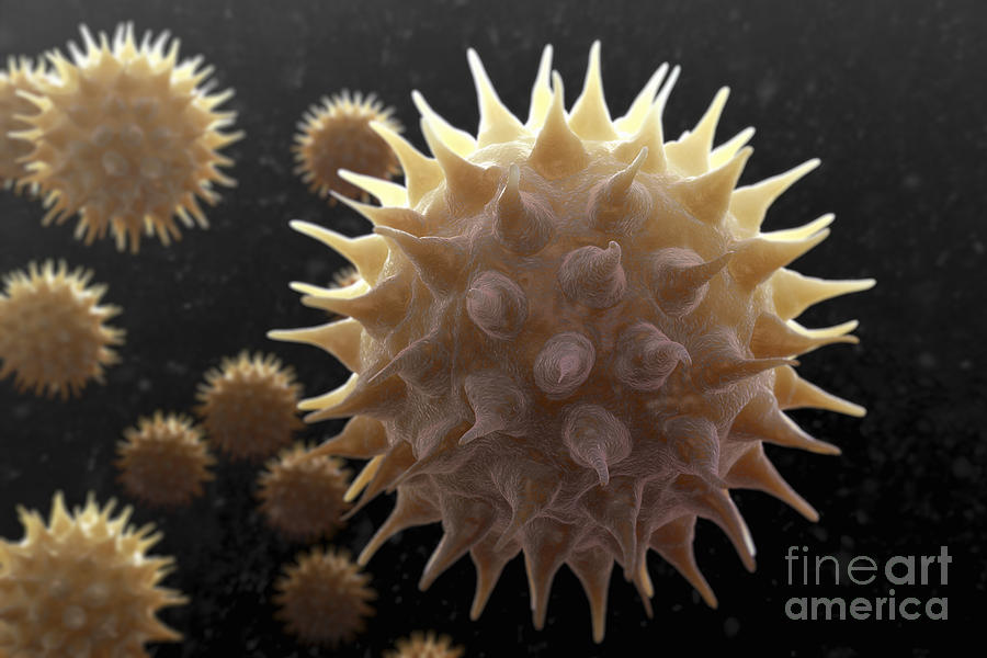 Sunflower Pollen #7 Photograph by Science Picture Co