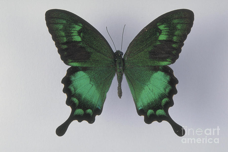 Swallowtail Butterfly #7 Photograph by Barbara Strnadova