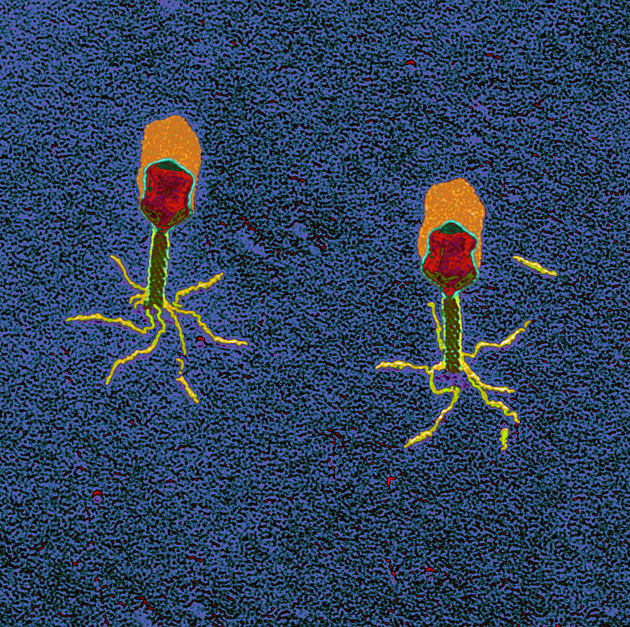 T-bacteriophages And E-coli #7 Photograph by Eye of Science