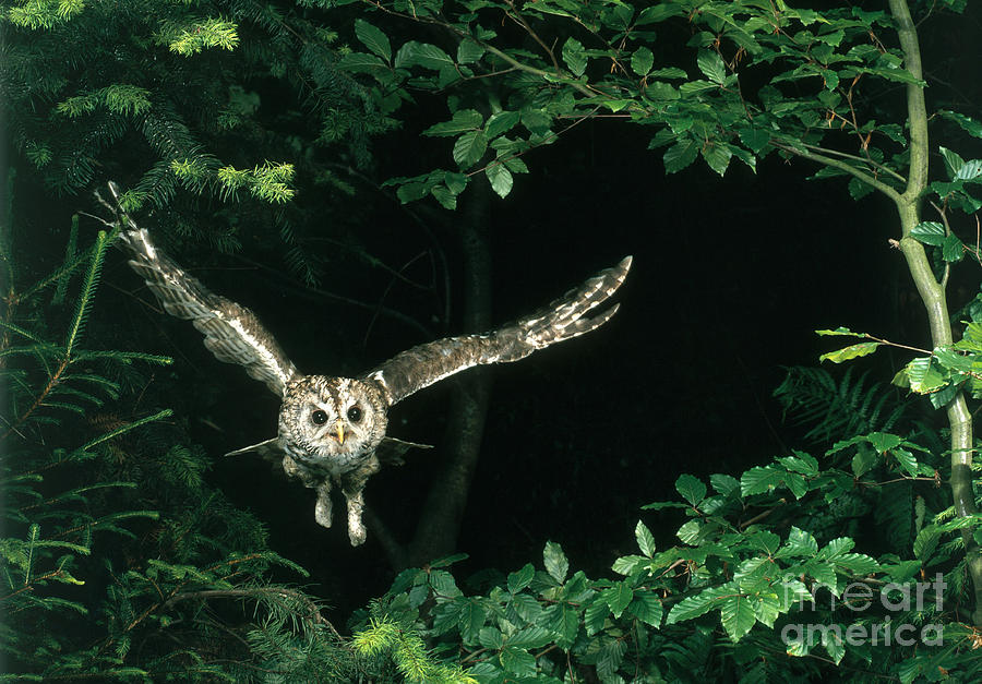 Tawny Owl #7 Photograph by Hans Reinhard
