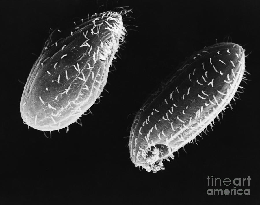 Tetrahymena Ciliate Sem #7 Photograph by David M. Phillips