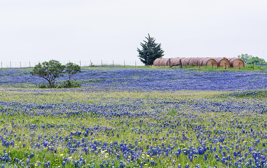 Texas Bluebonnets 5 Photograph by Victor Culpepper