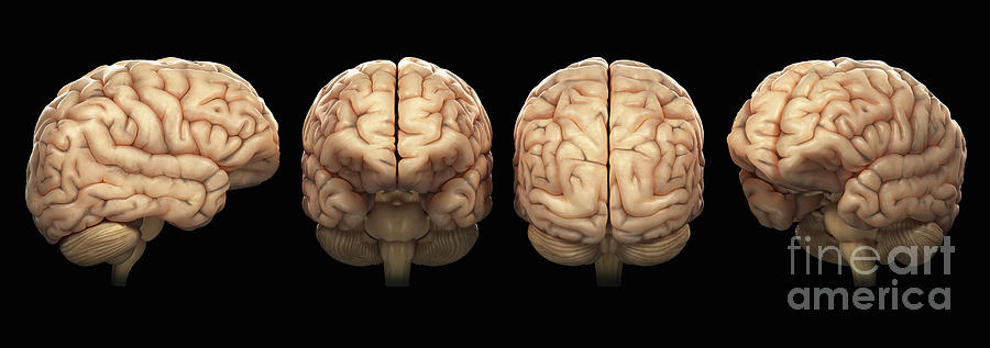 The Human Brain #7 Photograph by Science Picture Co