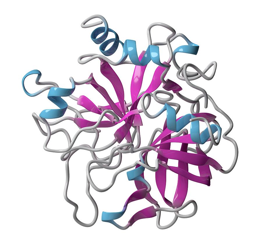 Artwork Photograph - Thrombin Enzyme Molecule by Molekuul/science Photo Library Artwork Photograph - Thrombin Enzyme Molecule by Molekuul/science Photo Library