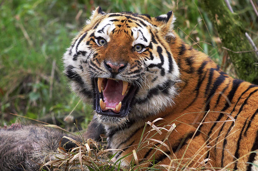 Tigre De Siberie Panthera Tigris Altaica Photograph by Gerard Lacz