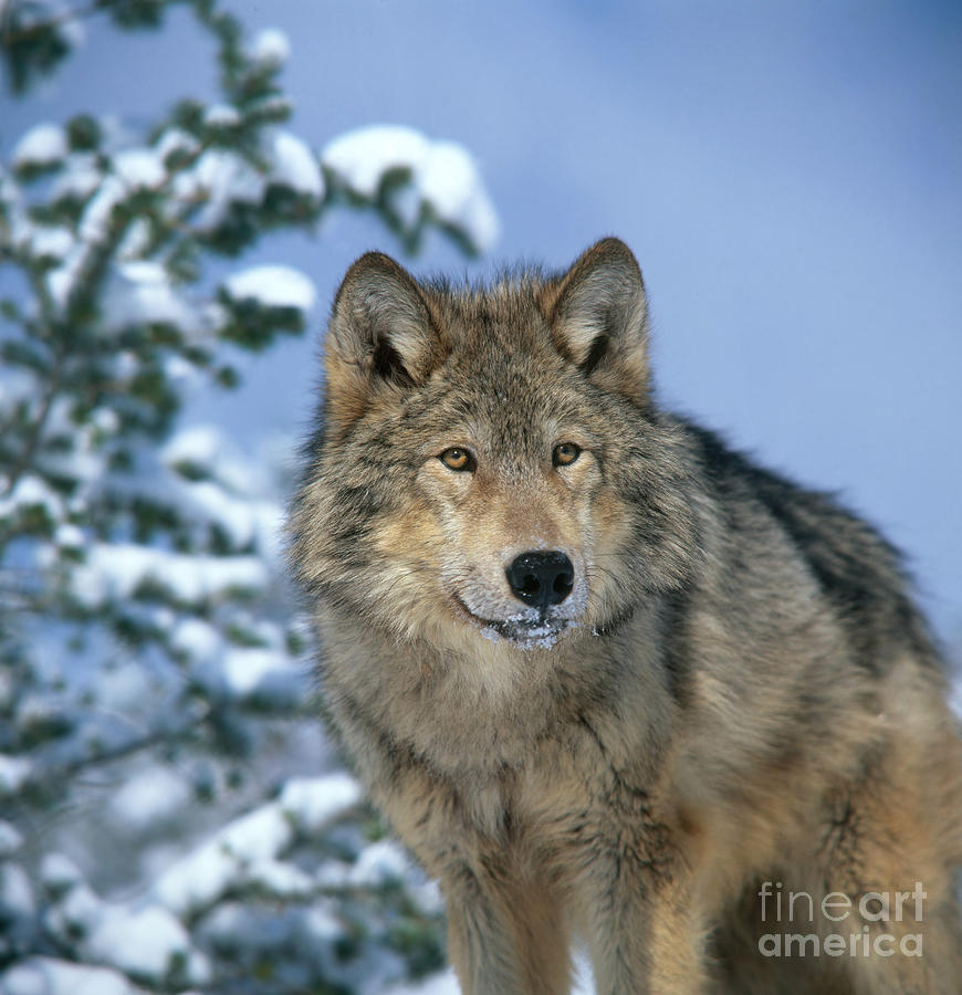 Timber Wolf #7 Photograph by Hans Reinhard