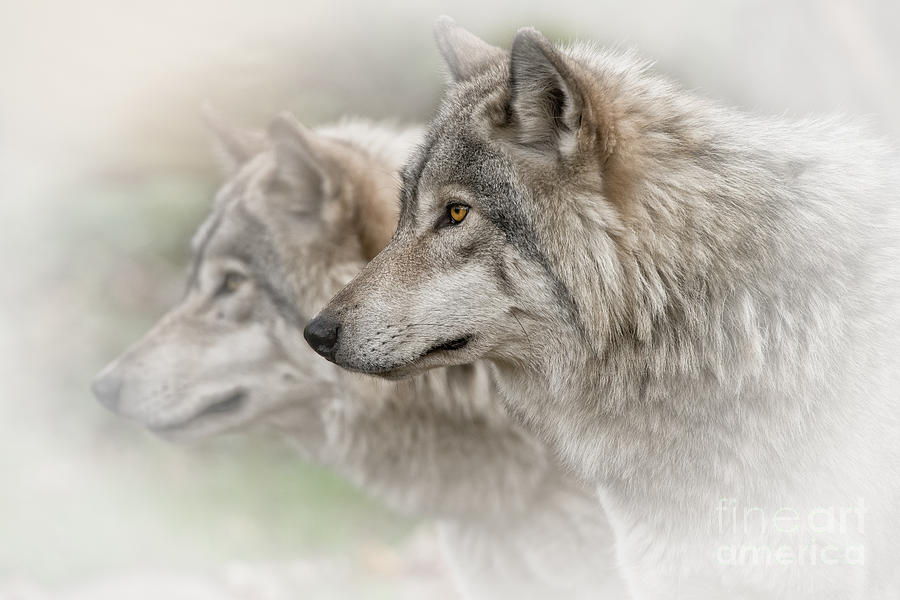 Timber Wolves by Michael Cummings Timber Wolves by Michael Cummings
