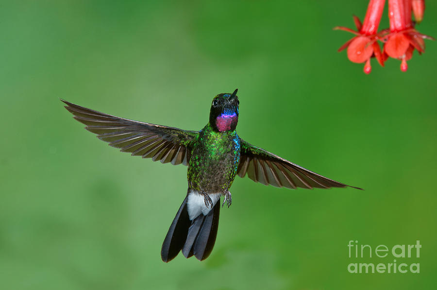 Hummingbird Photograph - Tourmaline Sunangel #7 by Anthony Mercieca