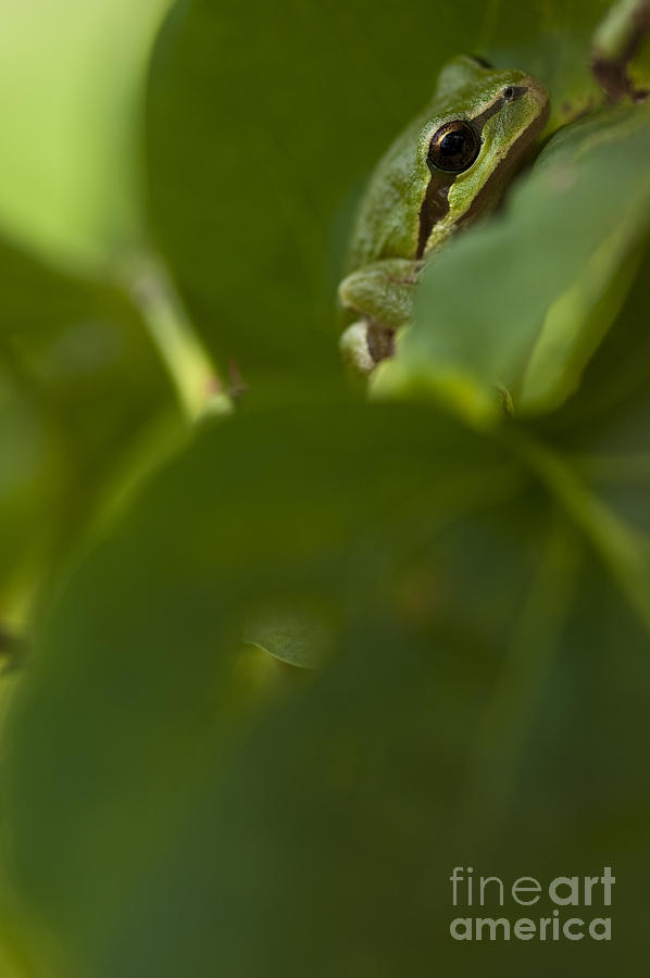 Tree frog in lilac bush #7 Photograph by Jim Corwin