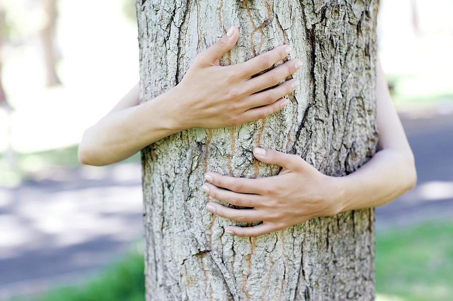 Summer Photograph - Tree Hugging #7 by Ian Hooton/science Photo Library