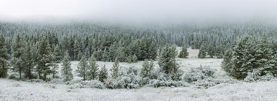 Trees On A Snow Covered Landscape #7 Photograph by Panoramic Images
