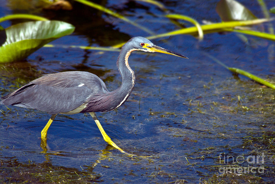 Tricolored Heron #7 Photograph by Mark Newman