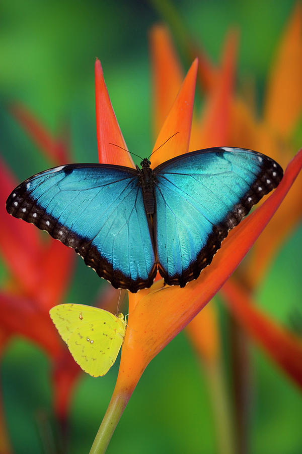 Tropical Butterfly The Blue Morpho Photograph by Darrell Gulin - Fine ...