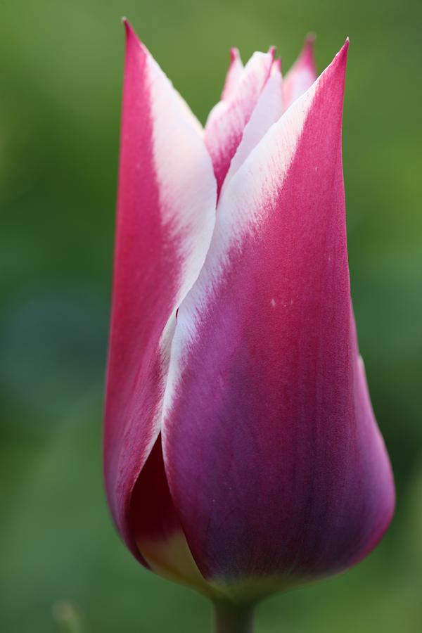 Tulip Photograph - Tulip #7 by Mark Severn