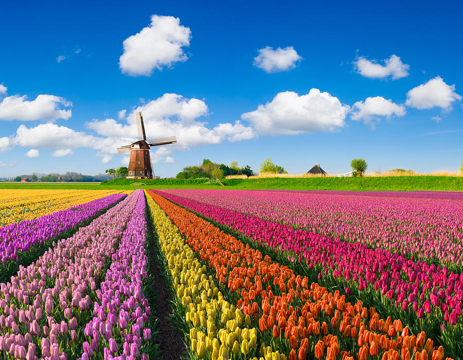 Tulips and Windmill #7 Photograph by JacobH