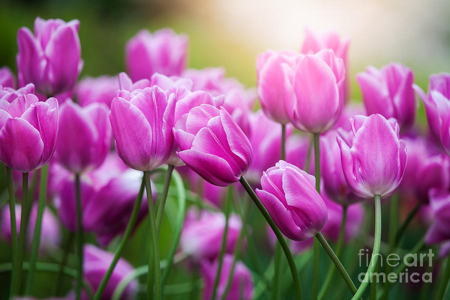 Tulip Photograph - Tulips #7 by Katka Pruskova