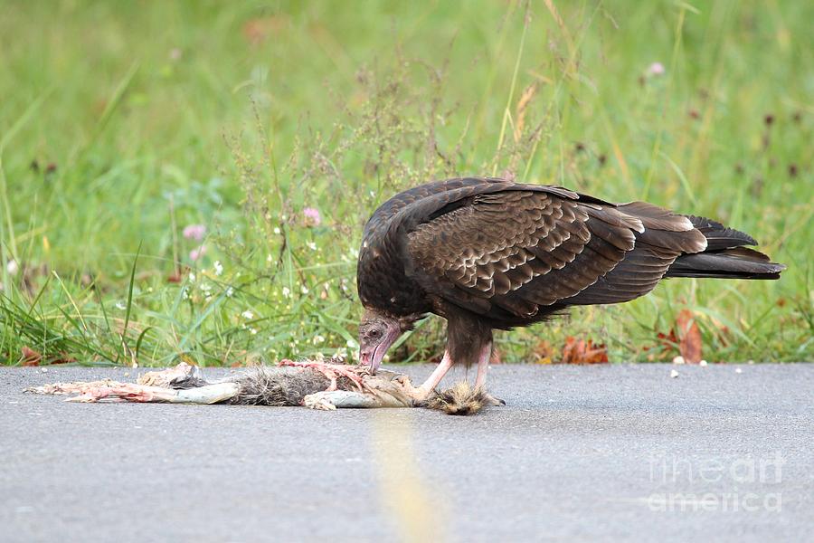 Turkey Vulture #7 Photograph by Jack  R Brock