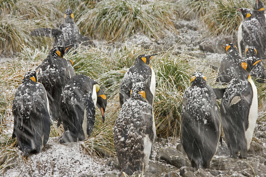 Uk Territory, South Georgia Island Photograph by Jaynes Gallery - Fine ...