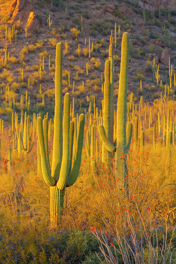 Sunset Photograph - USA, Arizona, Tucson #7 by Jaynes Gallery